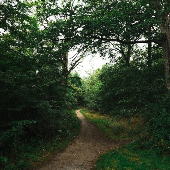 Lorem Ipsum hasd been the (1) (1)